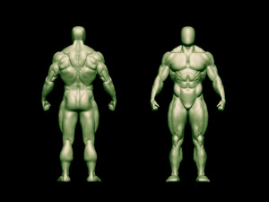 Bodybuilder base mesh 2 3D मॉडल