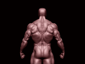 Bodybuilder base mesh 2 3D मॉडल