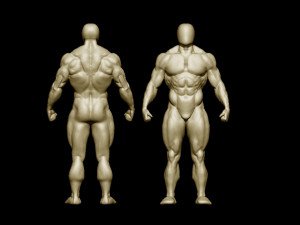 Bodybuilder base mesh 2 3D मॉडल