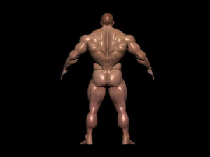 Bodybuilder base mesh 3D Model