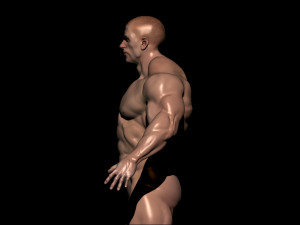 Bodybuilder base mesh 3D Model
