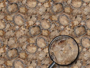 petrified wood CG 纹理