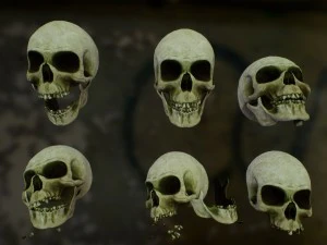 खोपड़ी कपाल खेल 3D मॉडल