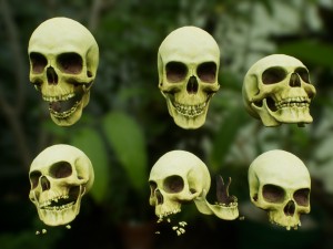 skull cranium game 3Dモデル