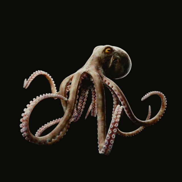 octopus 3D 模型 .c4d .max .obj .3ds .fbx .stl .blend 