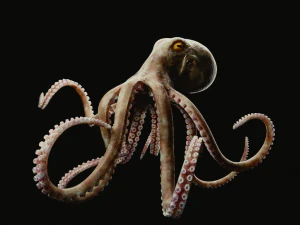 ośmiornica Model 3D