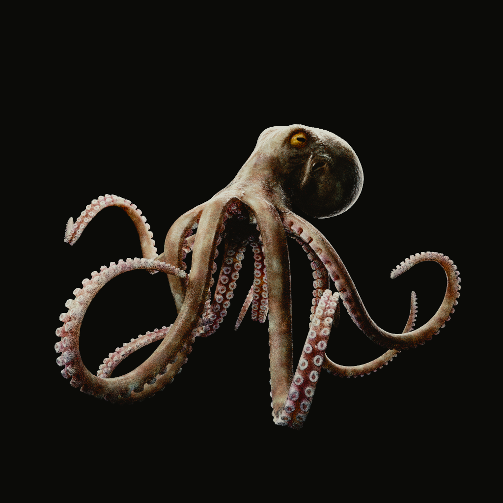 Octopus 3D Model in Aquatic 3DExport