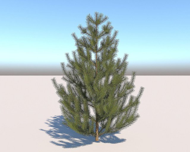 pine Model 3D .c4d .max .obj .3ds .fbx .stl .blend 
