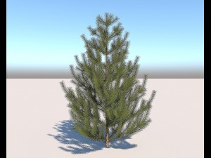 pine 3Dモデル