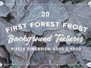 20 first forest frost backgrounds CG Textures