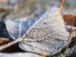 20 first forest frost backgrounds CG Texturen