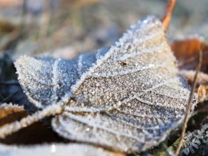 20 first forest frost backgrounds CG Textures