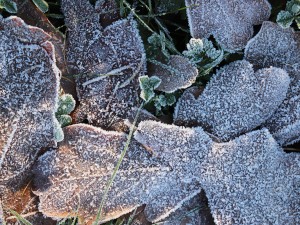 20 first forest frost backgrounds CG Texturen