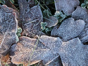 20 first forest frost backgrounds CG Textures
