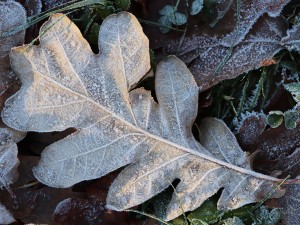 20 first forest frost backgrounds CG Texturen
