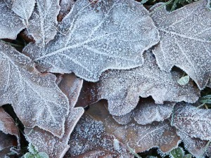 20 first forest frost backgrounds CG Textures