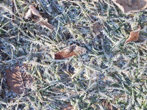 20 first forest frost backgrounds CG Texturen