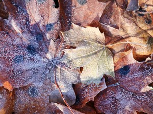 20 first forest frost backgrounds CG Texturen
