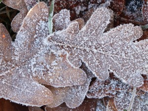 20 first forest frost backgrounds CG Texturen
