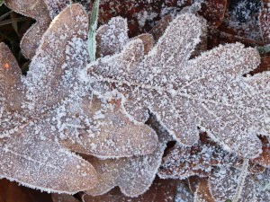 20 first forest frost backgrounds CG Textures