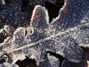 20 first forest frost backgrounds CG Textures