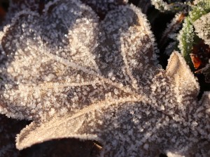 20 first forest frost backgrounds CG Texturen