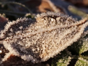 20 first forest frost backgrounds CG Texturen