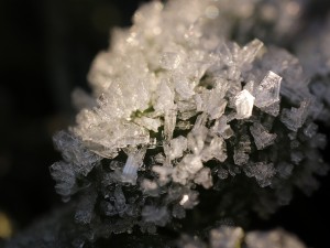 20 first forest frost backgrounds CG Texturen