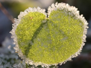 20 first forest frost backgrounds CG Texturen