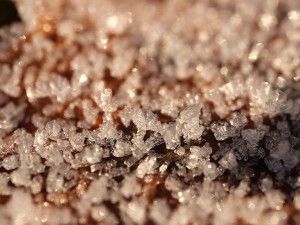 20 first forest frost backgrounds CG Texturen
