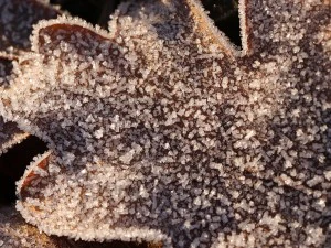 20 first forest frost backgrounds CG Textures