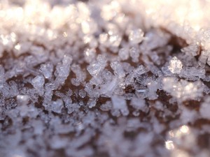 20 first forest frost backgrounds CG Texturen
