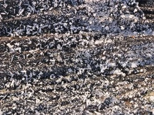 20 first forest frost backgrounds CG Textures