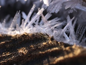 20 first forest frost backgrounds CG Texturen