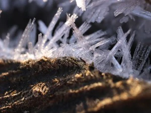 20 first forest frost backgrounds CG Textures
