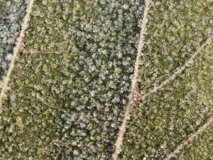 20 first forest frost backgrounds CG Texturen