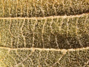 20 first forest frost backgrounds CG Texturen
