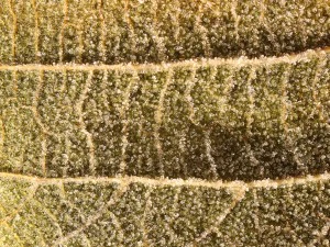 20 first forest frost backgrounds CG Textures