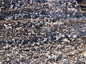 20 first forest frost backgrounds CG Textures