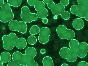 20 luminescent cells backgrounds Texturas CG
