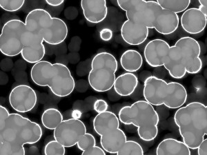20 luminescent cells backgrounds Texturas CG