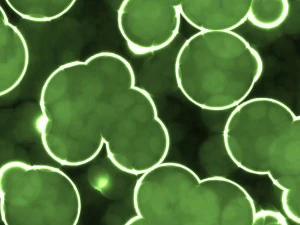 20 luminescent cells backgrounds CG Textures