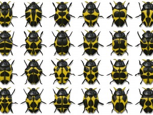 10 beetle collection backgrounds Tekstur CG