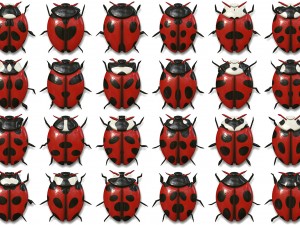 10 beetle collection backgrounds Tekstur CG