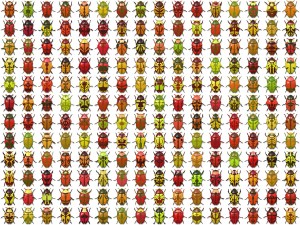 10 beetle collection backgrounds Tekstur CG