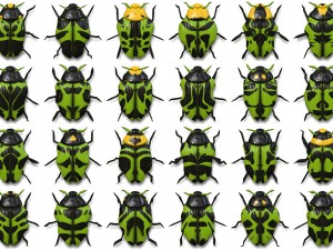 10 beetle collection backgrounds Tekstur CG