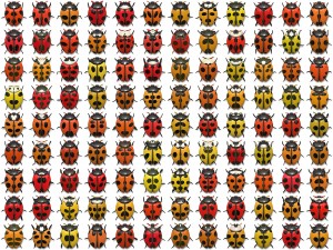 10 beetle collection backgrounds Tekstur CG