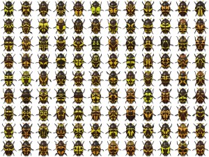 10 beetle collection backgrounds Tekstur CG