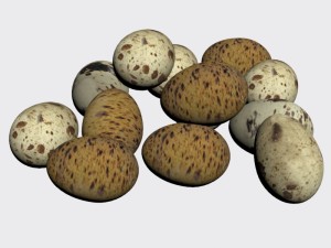 quail egg Modelo 3D