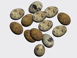 quail egg 3D Model